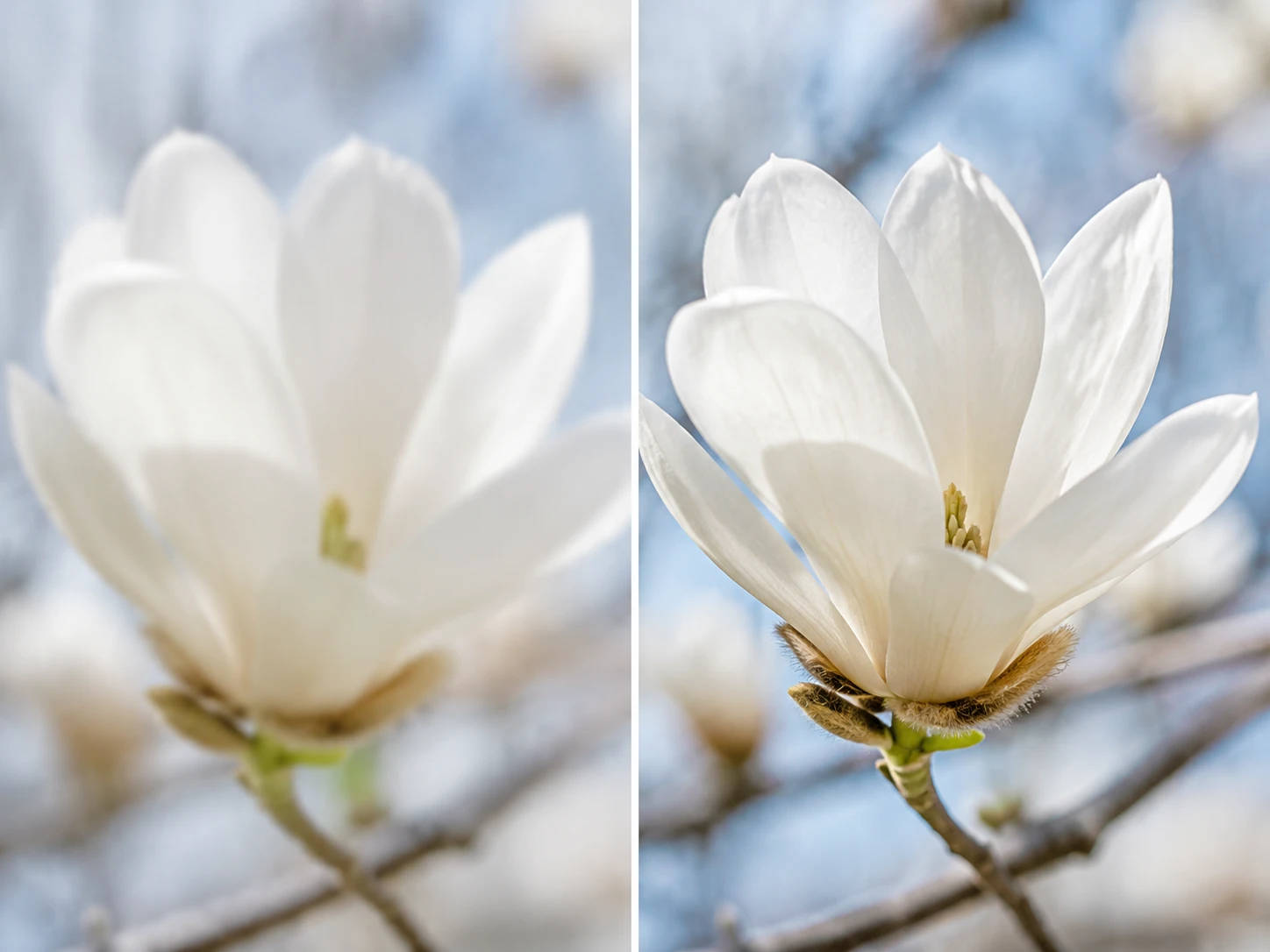 A slightly out of focus photo edge rebuilt sharp at full size with no halo ringing