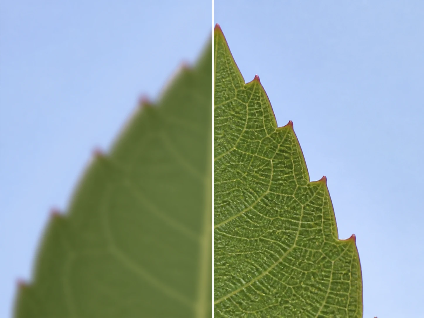 A slightly out of focus photo edge rebuilt sharp at full size with no halo ringing